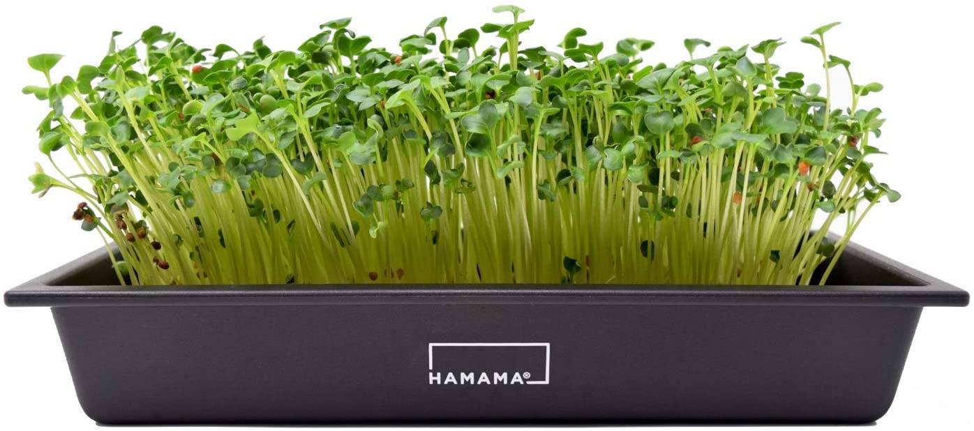 grow microgreens