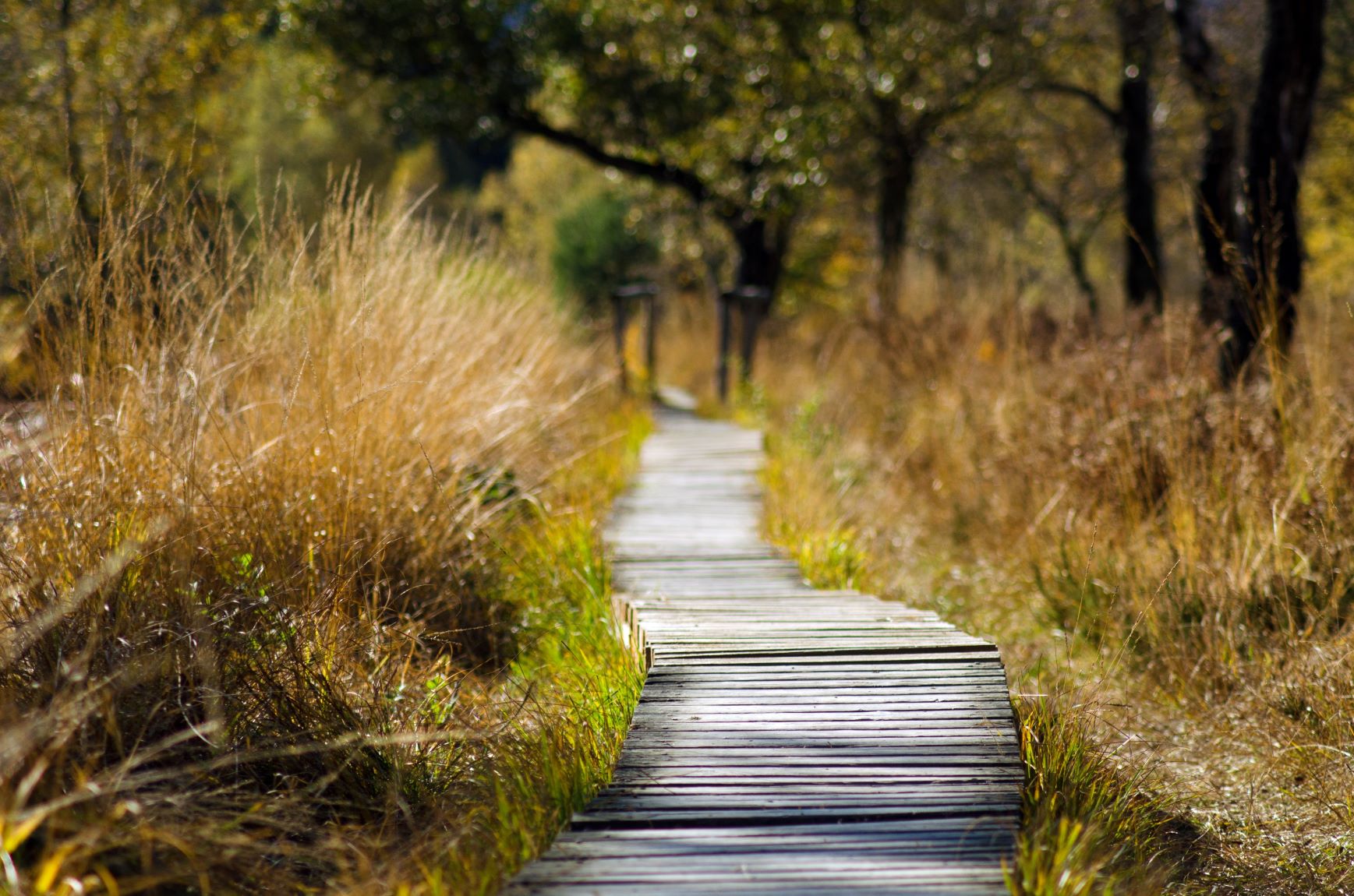 mindful walking