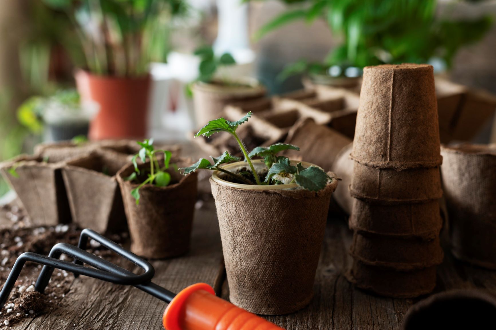 selling plants as a side hustle to make money from home