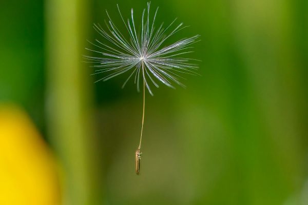 Breathwork Art: Drawing Guided by Inhales and Exhales